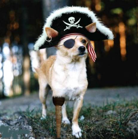 File:Pirate dog.jpg